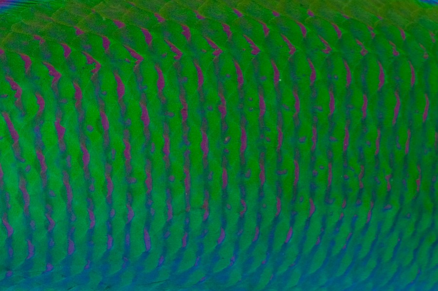 Lyretail Wrasse Skin Pattern, Background Texture